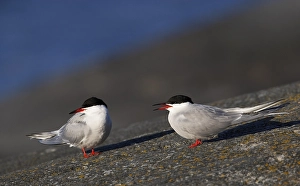 Paar von Wanderern (Sterna hirundo)