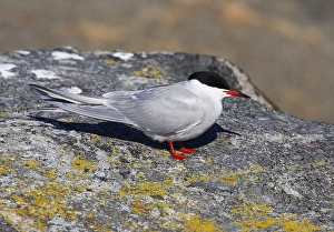 Visdief, Seeschwalbe, Sterna hirundo