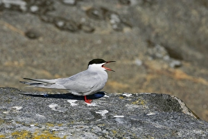 Visdief, Seeschwalbe, Sterna hirundo