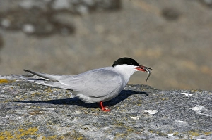 Gerahmter Druck : Visdief, Seeschwalbe, Sterna hirundo Gerahmter Druck : Visdief, Seeschwalbe, Sterna hirundo