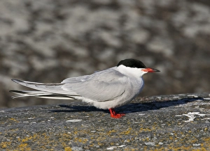 Visdief, Seeschwalbe, Sterna hirundo