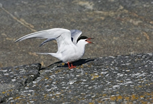 Visdief, Seeschwalbe, Sterna hirundo
