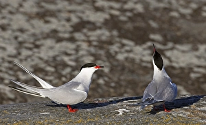 Visdief, Seeschwalbe, Sterna hirundo