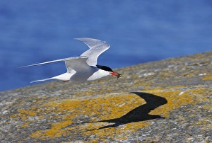 Visdief, Seeschwalbe, Sterna hirundo