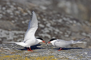 Courtship Display Bird Drucke: Visdief, Common Tern, Sterna hirundo