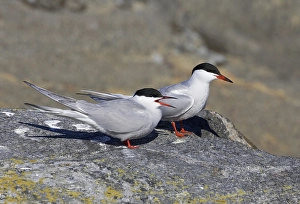 Gerahmter Druck : Visdief, Seeschwalbe, Sterna hirundo Gerahmter Druck : Visdief, Seeschwalbe, Sterna hirundo