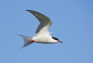 Visdief, Common Tern, Sterna hirundo