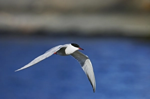 Common Tern In Flight Drucke: Visdief, Common Tern, Sterna hirundo