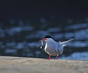 Sterna Hirundo Images Drucke: Visdief, Common Tern, Sterna hirundo