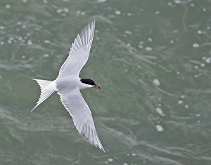 Seabird Flying Drucke: Visdief, Common Tern, Sterna hirundo