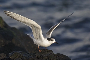 Sterna Hirundo Images Drucke: Visdief; Common Tern; Sterna hirundo