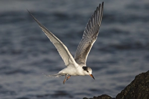 Common Tern In Flight Drucke: Visdief; Common Tern; Sterna hirundo