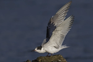Bilder Datiert 18. Oktober 2014: Visdief; Seeadler; Sterna hirundo
