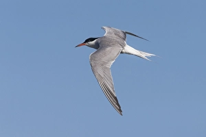Visdief; Seeadler; Sterna hirundo