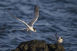 Visdief; Common Tern; Sterna hirundo