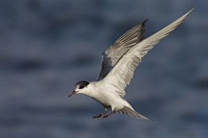 Sterna Hirundo Images Drucke: Visdief; Common Tern; Sterna hirundo