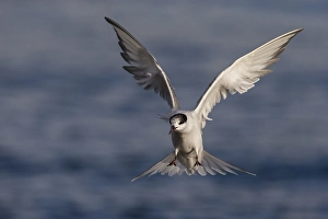 Sterna Hirundo Images Drucke: Visdief; Common Tern; Sterna hirundo