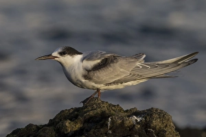 Bilder Datiert 18. Oktober 2014: Visdief; Common Tern; Sterna hirundo