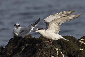 Bilder Datiert 18. Oktober 2014: Visdief; Common Tern; Sterna hirundo