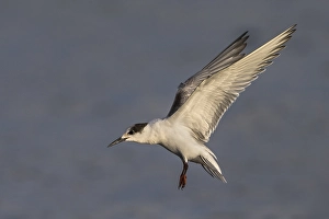 Bilder Datiert 18. Oktober 2014: Visdief; Seeadlerartige; Sterna hirundo