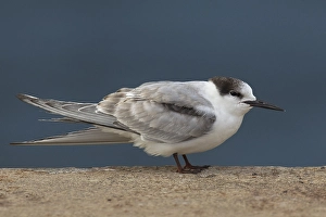 Gerahmter Druck : Visdief, Seeschwalbe, Sterna hirundo Gerahmter Druck : Visdief, Seeschwalbe, Sterna hirundo