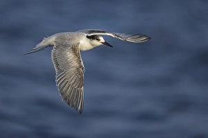 Sterna Hirundo Images Drucke: Visdief; Common Tern; Sterna hirundo