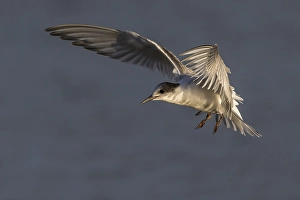 Bird Flying Over Water Drucke: Visdief; Common Tern; Sterna hirundo