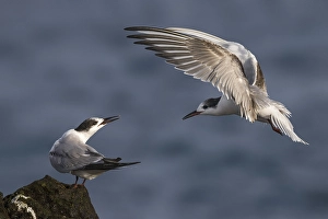 Bilder Datiert 18. Oktober 2014: Visdief; Seeadlerart; Sterna hirundo