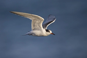 Common Tern In Flight Drucke: Visdief; Common Tern; Sterna hirundo