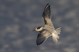 Bilder Datiert 18. Oktober 2014: Visdief; Seeadlerart; Sterna hirundo