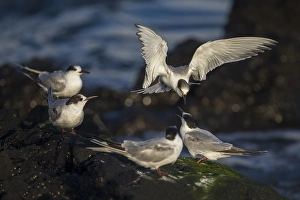 Sterna Hirundo Images Drucke: Visdief; Common Tern; Sterna hirundo