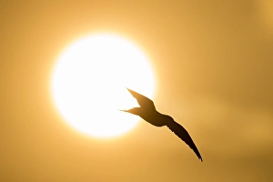 Bird Flying Over Water Drucke: Visdief; Common Tern; Sterna hirundo