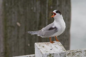 September Drucke: Visdief, Seeschwalbe, Sterna hirundo