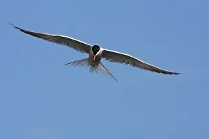 Agami-Aufnahme von Visdief, Sterna hirundo in der Flugbahn, Sterna hirundo in der Luft