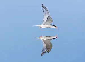 Bilder vom 7. Juni 2009: Visdief, Seeschwalbe, Sterna hirundo