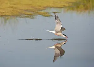 Bilder vom 7. Juni 2009: Visdief, Seeschwalbe, Sterna hirundo