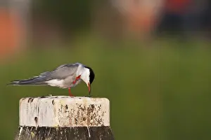 Visdief, Common Tern, Sterna hirundo