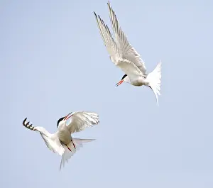 Bilder Datiert 1. Mai 2009: Visdief, Seeschwalbe, Sterna hirundo