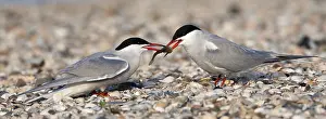 Bilder vom 7. Mai 2012: Visdief; Seeadlerart; Sterna hirundo