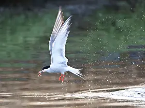 Bilder Datiert 7. Mai 2010: Visdief, Seeschwalbe, Sterna hirundo