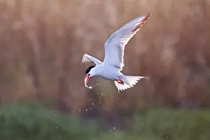 Bilder Datiert 7. Mai 2010: Visdief, Seeschwalbe, Sterna hirundo