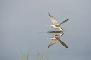 Bilder vom 7. Juni 2009: Visdief, Seeschwalbe, Sterna hirundo