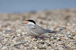 Bilder vom 7. Mai 2012: Visdief; Seeschwalbe; Sterna hirundo
