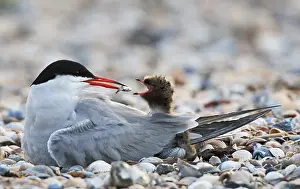 Bird Feeding Habits Drucke: Visdief; Common Tern; Sterna hirundo