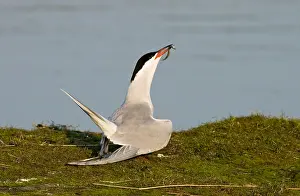 Bilder Datiert 23. April 2005: Baltsche Visdief; Sterna hirundo - Baltsende Visdief