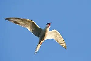 Bilder vom 17. Juni 2013: Agami-Bild von Visdief, Common Tern, Sterna hirundo Visdief im Flug.