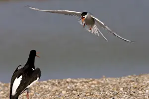 Bird Behaviour Drucke: Visdief, Common Tern, Sterna hirundo