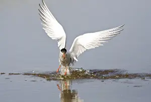Bird Flying Over Water Drucke: Visdief, Common Tern, Sterna hirundo