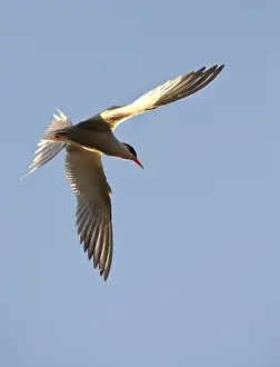 Bilder vom 17. Juni 2013: Agami-Bild von Visdief, Common Tern