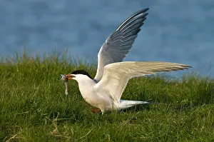 Bilder Datiert 24. April 2005: Agami-Bild von Visdief, Gemeiner Sturmtaucher